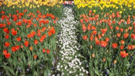 2014-04-17 Holland Tulips 49.jpg